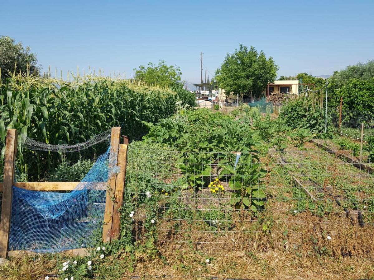 Eco Glamping With Pool Between Nafplio And 阿尔戈斯 外观 照片